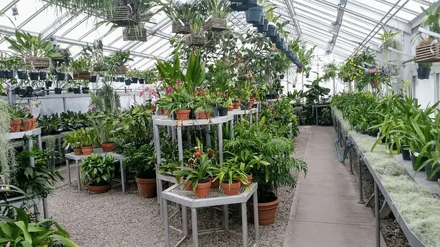 greenhouse, indoor, green house
